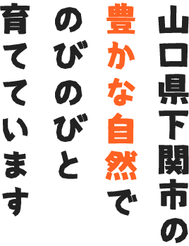 山口県下関市の豊かな自然でのびのびと育てています